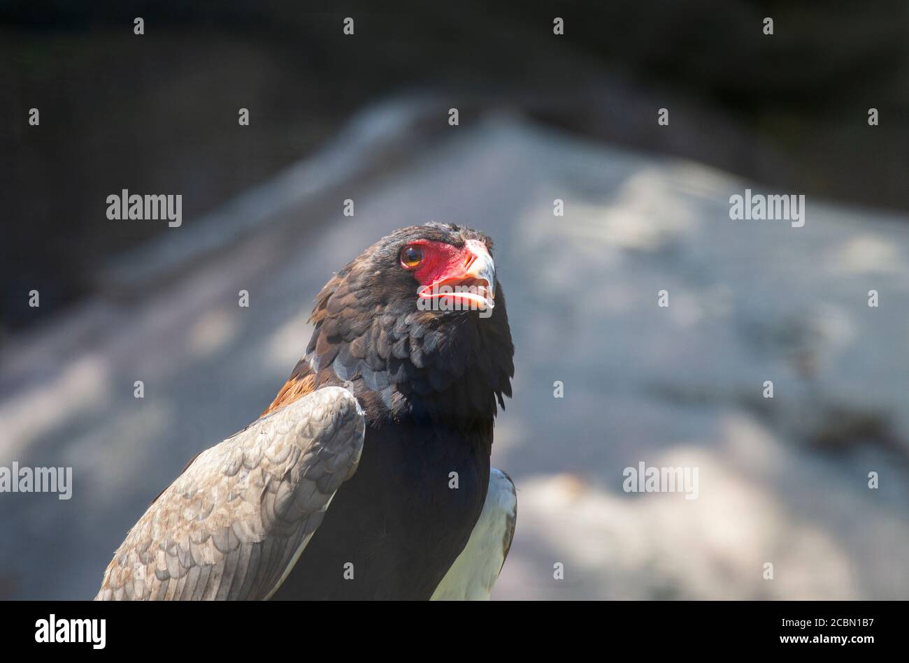 Closeup dell'aquila di Bateleur Foto Stock