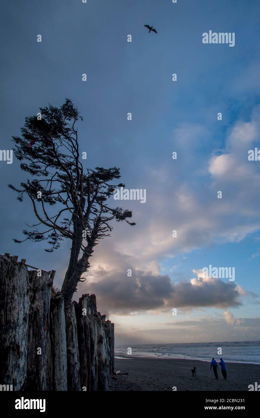 Un albero silhoueted nella mattina all'Oceano Pacifico a Kalaloch Lodge nel Parco Nazionale Olimpico, Washington state, USA. Foto Stock