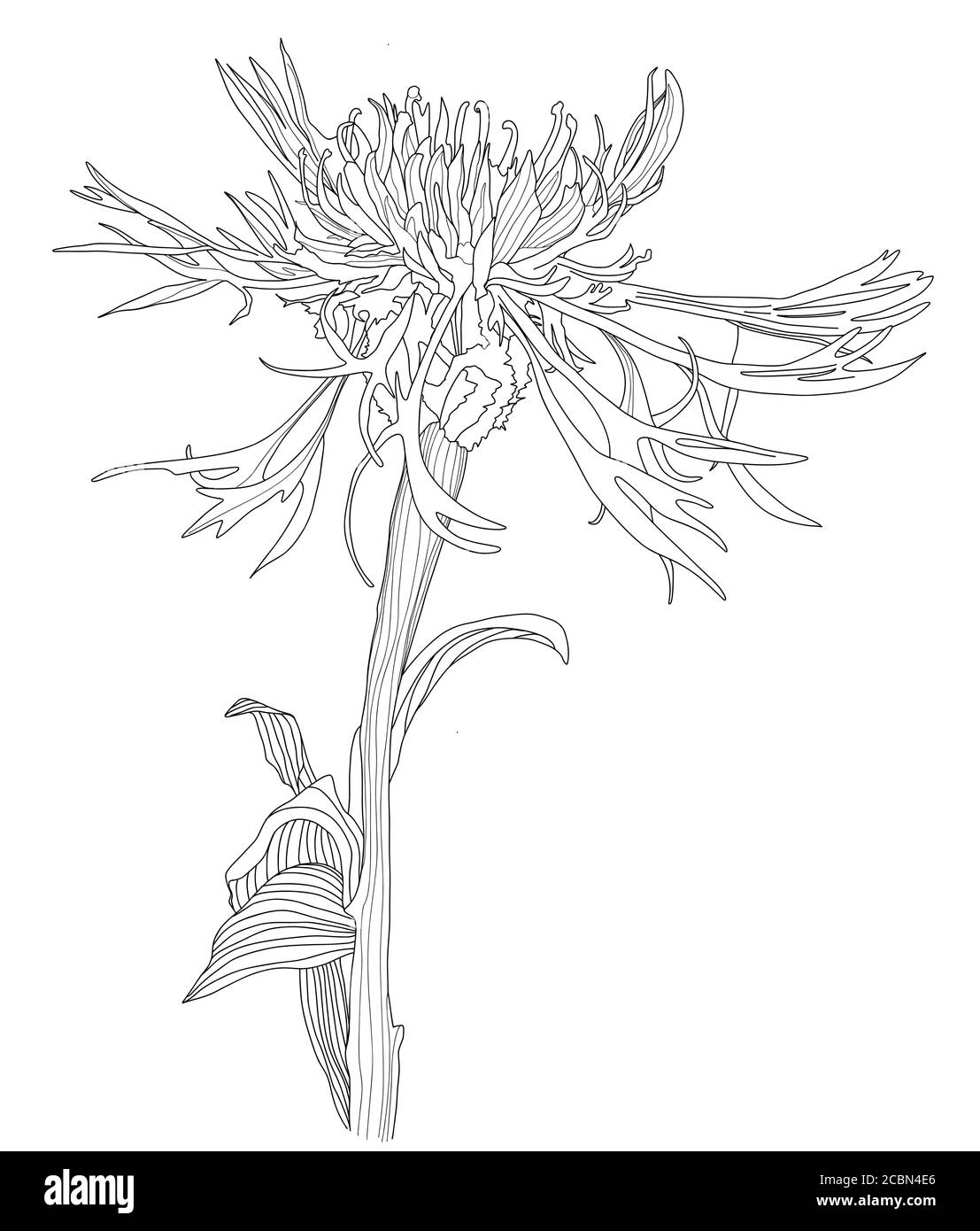 Un fiore Cornflower Sketch Botanica floreale silhouette bianche e nere disegno a mano. Illustrazione vettoriale stile linea Illustrazione Vettoriale