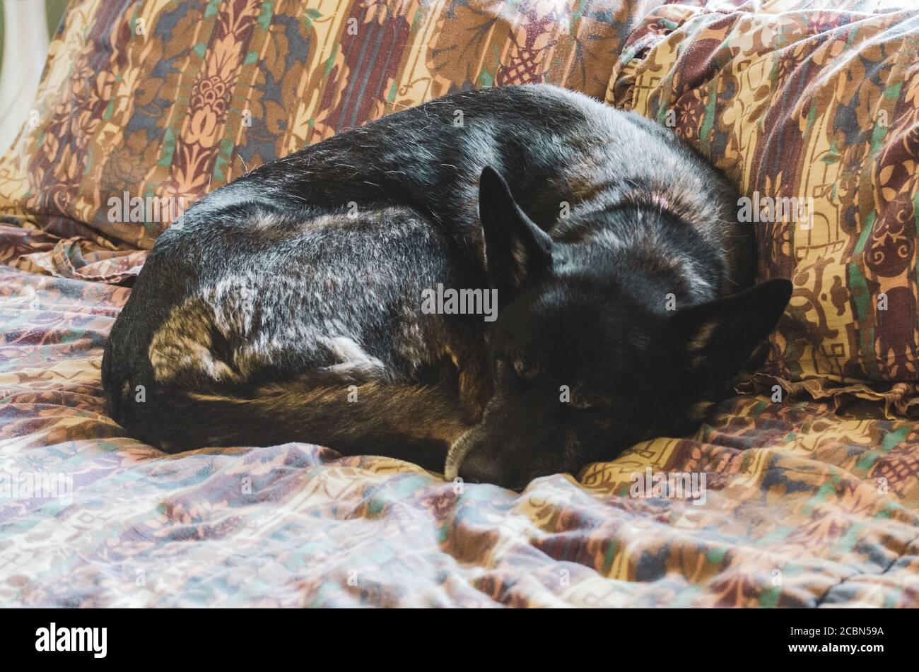 Il pastore tedesco Siberiano Husky si accagliò dormendo su un letto Foto Stock