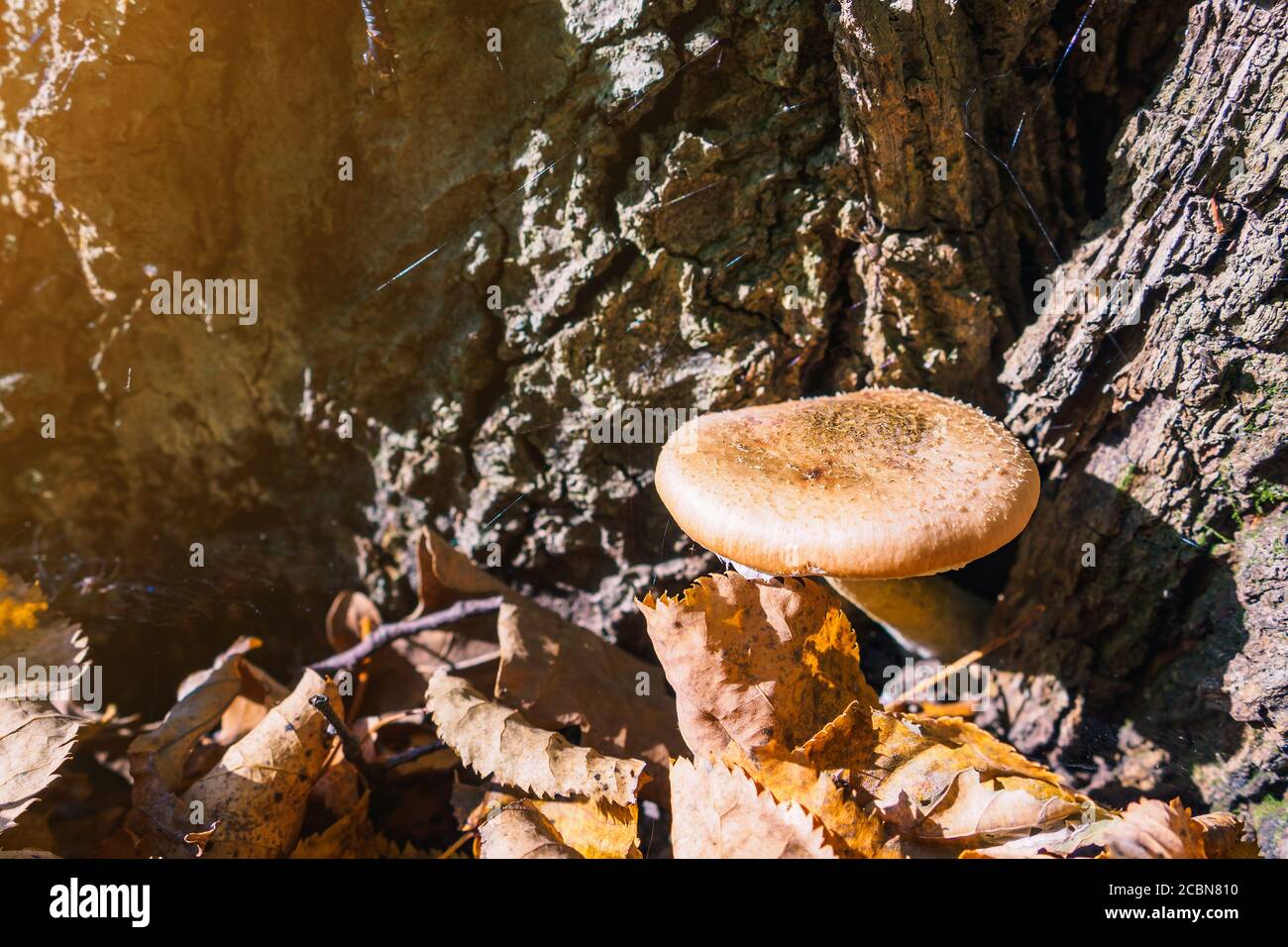 Armillaria singolo fungo cresce in una foresta sotto un albero in un sole giorno d'autunno. Foto Stock