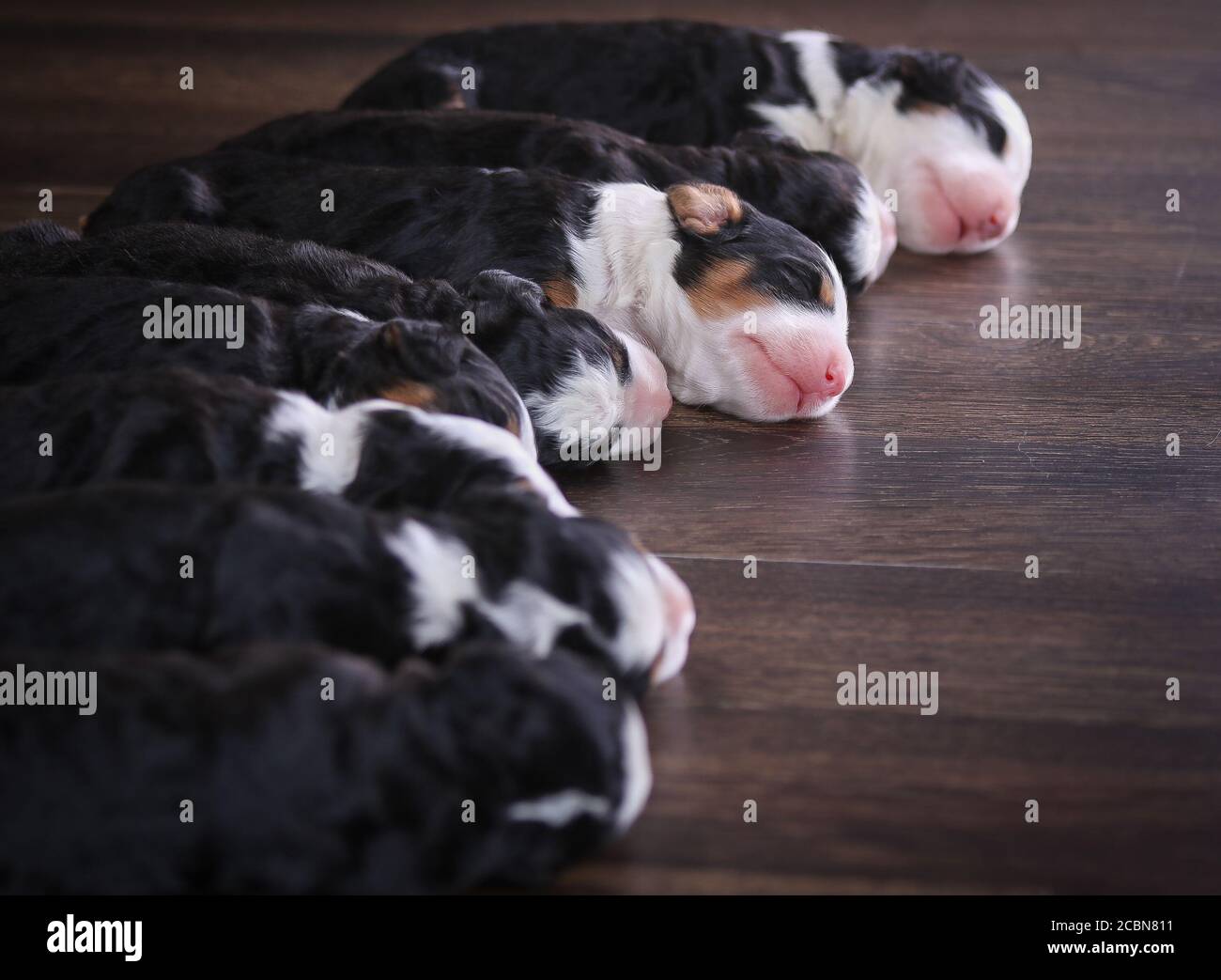 F1 Tri-colored Puppies in miniatura Bernedoodle dormendo sul pavimento Foto Stock