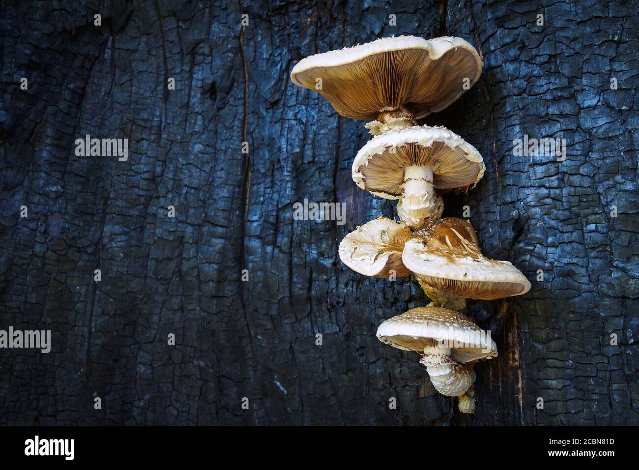 I funghi misteriosi crescono su albero bruciato, concetto di Halloween, spazio di copia. Foto Stock