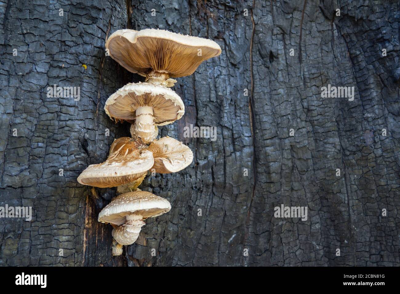 Neolentinus lepideus, funghi commestibili crescono su albero bruciato. Spazio di copia per il testo Foto Stock