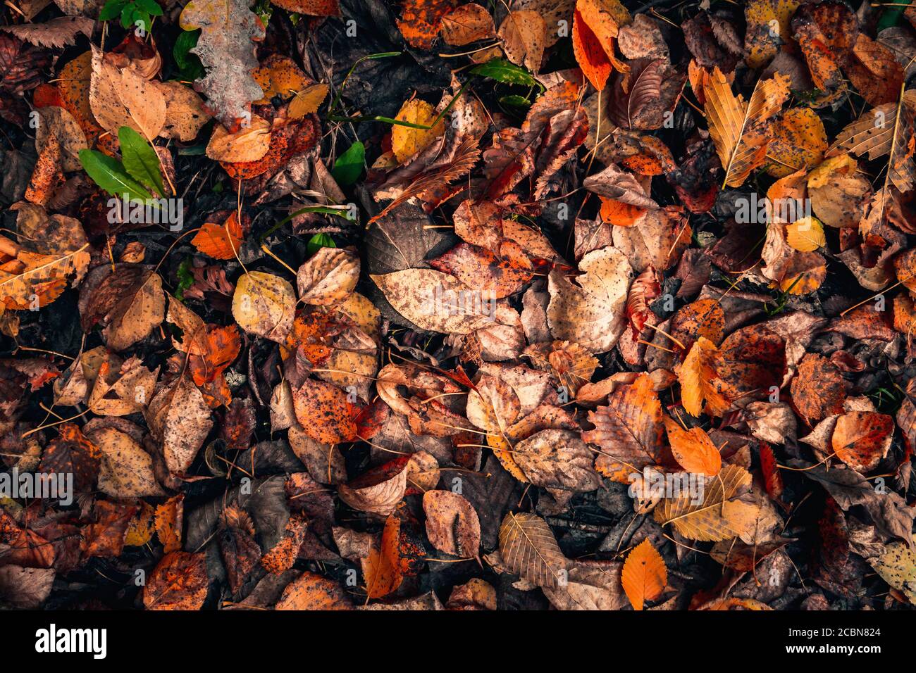 vista dall'alto le foglie cadute di rosso, marrone e arancione giacciono a terra, sfondo autunno. Foto Stock