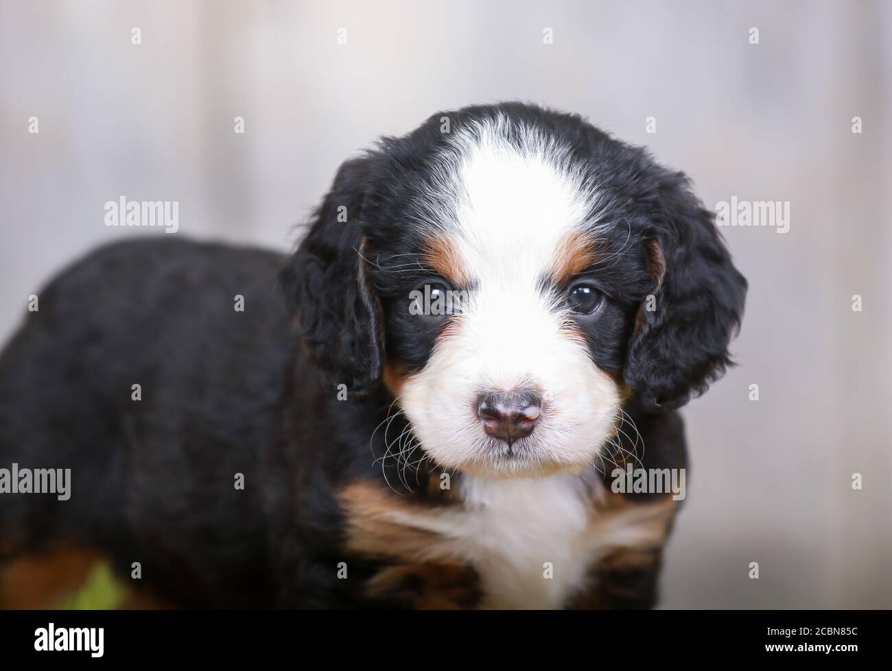 F1 Tri-colored in miniatura Bernedoodle Puppy closeup Foto Stock