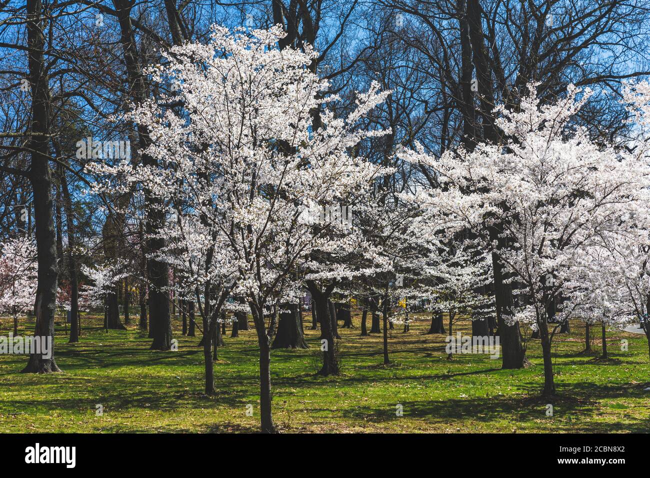 Alberi di ciliegio in fiore brillano con fiori bianchi su un sole giorno Foto Stock