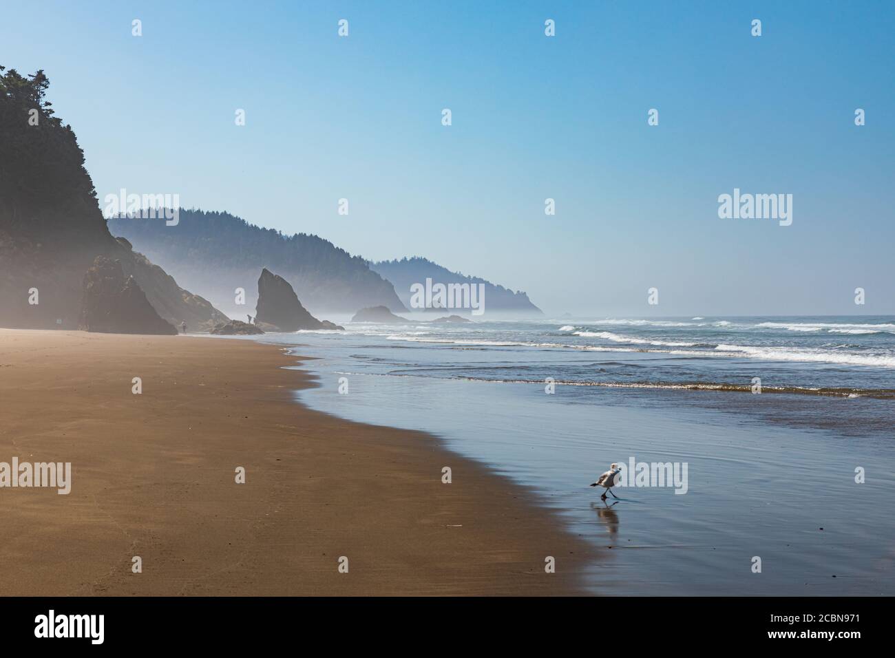 Bassa nebbia su una spiaggia con un gabbiano in piedi il bordo dell'acqua Foto Stock