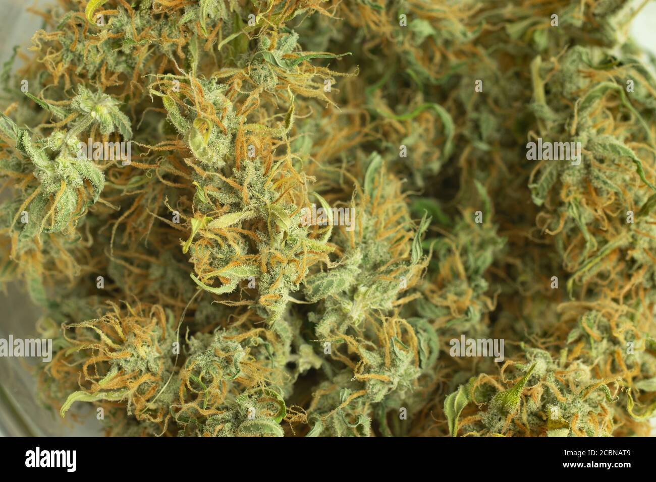 Cannabis medica organica usata nella sanità. Note legali di marijuana gemme primo piano. Macro foto di erbacce Foto Stock