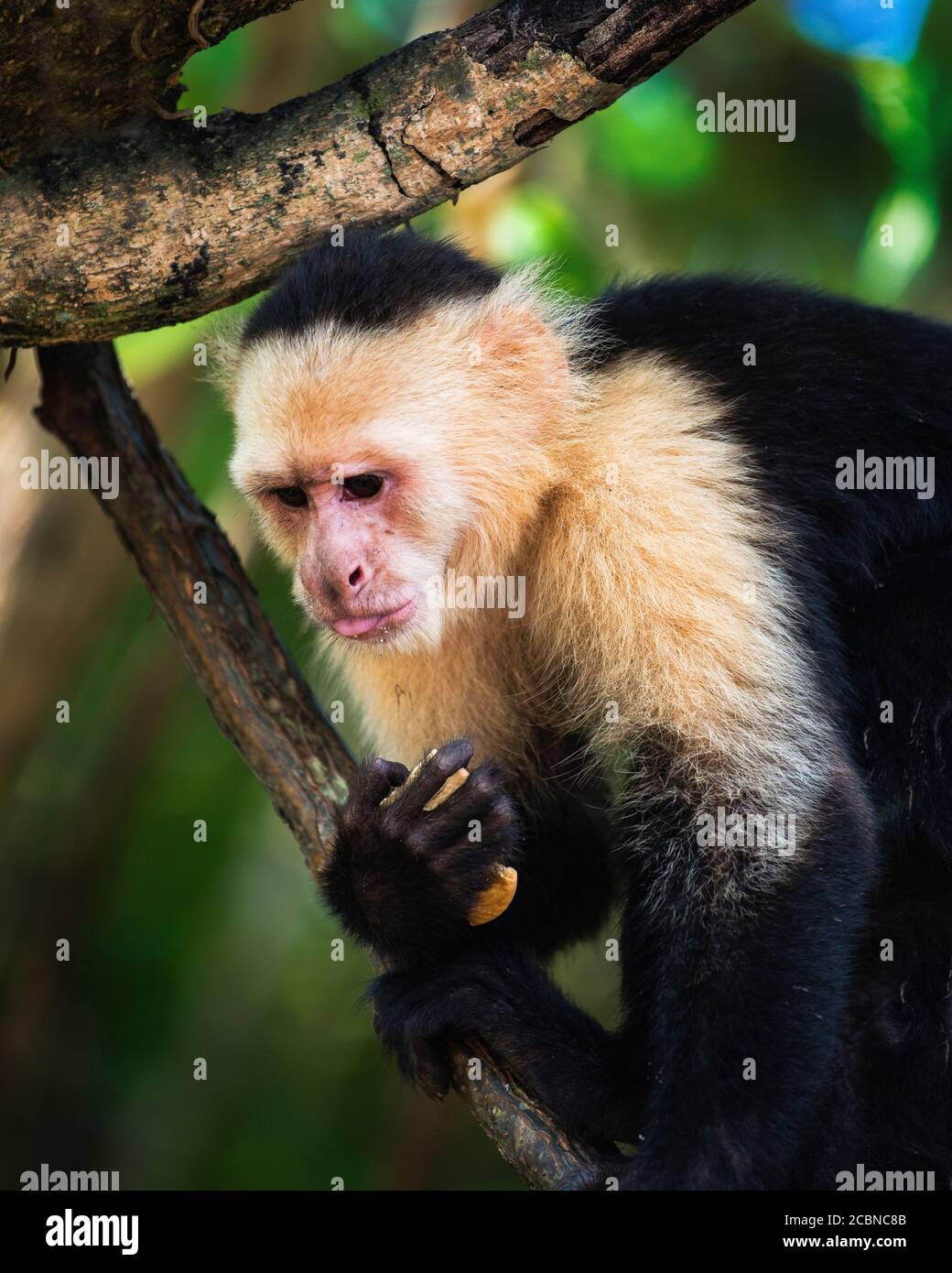 Il cappuccino panamense dalla faccia bianca è originario delle foreste dell'America Centrale, importante per l'ecologia della foresta pluviale, Puntarenas, Costa Rica Foto Stock