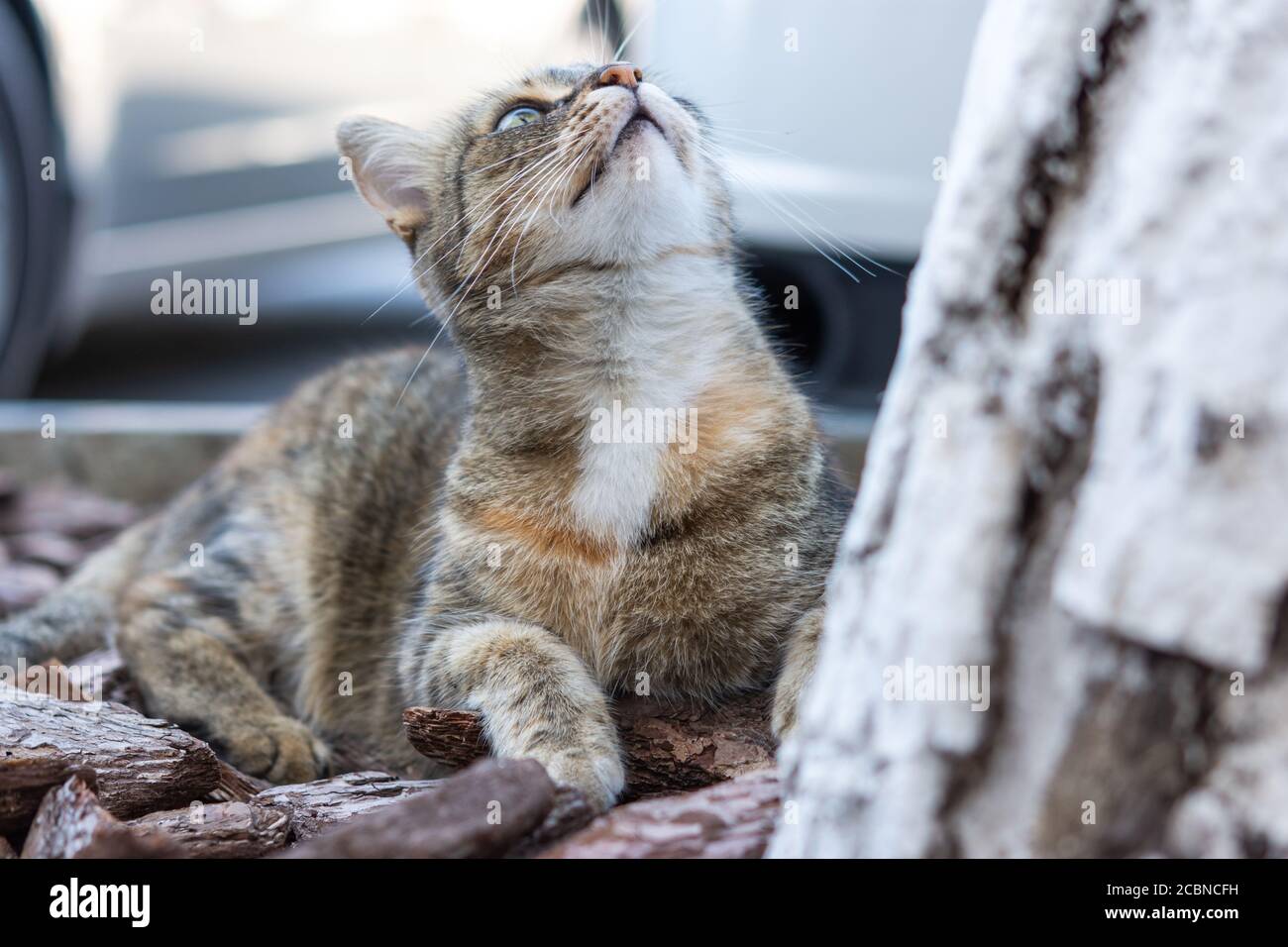 Gatto grigio vicino all'albero giace e guarda in su. Un bel gattino di strada giovane. Ritratto di un gatto in primo piano. Foto Stock