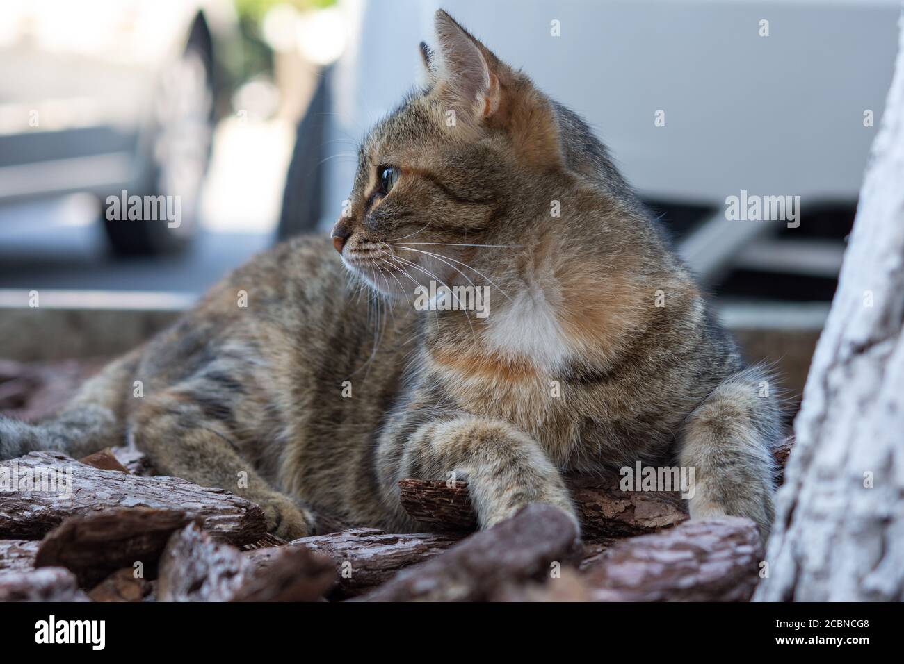 Gatto grigio vicino all'albero giace e guarda in su. Un bel gattino di strada giovane. Ritratto di un gatto in primo piano. Foto Stock