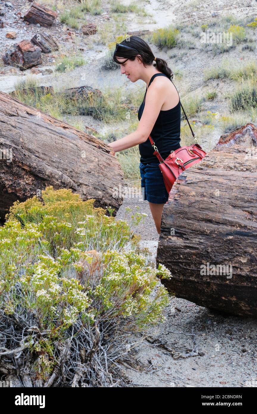 La giovane donna tocca il legno pietrificato del Petrifified Forest National Park in Arizona, USA. Foto Stock