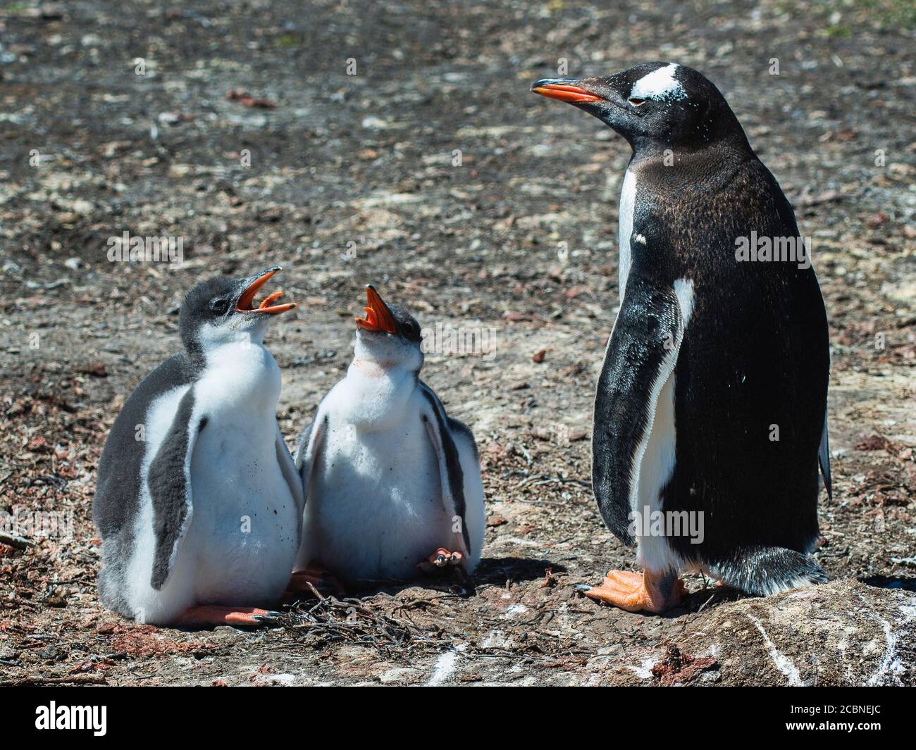 Gentoo Penguin (Pigoscelis papua) con pulcini, grave Cove, Port Stanley, Isole Falkland (Islas Malvinas), Regno Unito Foto Stock