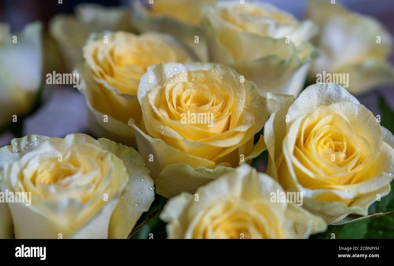 Bouquet di rose gialle, primo piano. Foto Stock