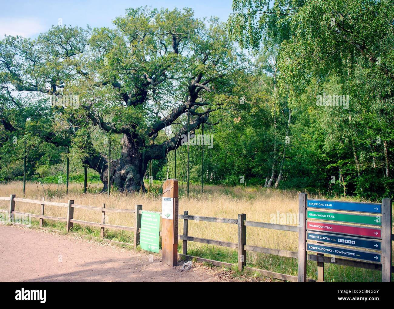 Major Oak Tree nel Sherwood Forest Country Park Foto Stock