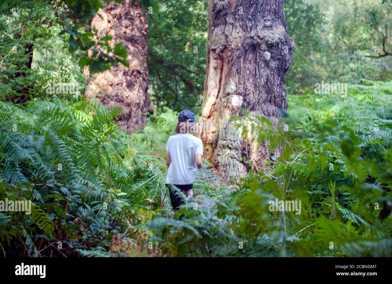Ragazzo giovane che cammina nei boschi Foto Stock
