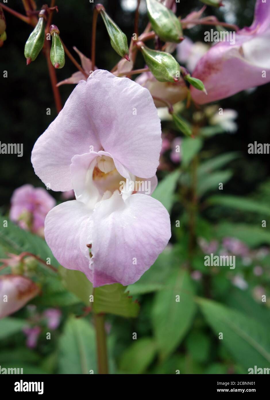 Pallido Pink Himalayan Balsam Impatiens 'Ornamental Jewelweed' in un inglese, Country Garden, Lancashire, Inghilterra, Regno Unito. Foto Stock