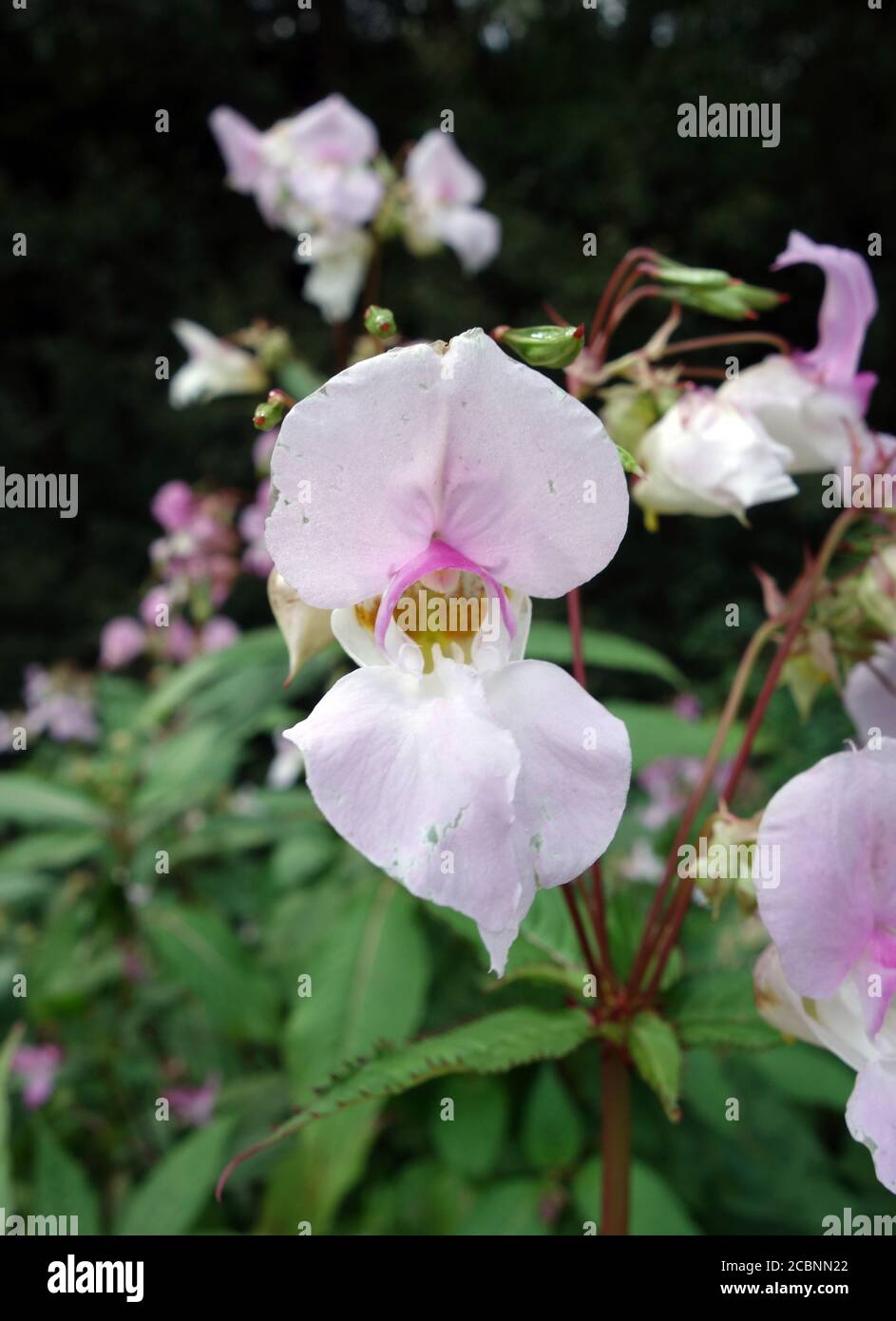 Pallido Pink Himalayan Balsam Impatiens 'Ornamental Jewelweed' in un inglese, Country Garden, Lancashire, Inghilterra, Regno Unito. Foto Stock