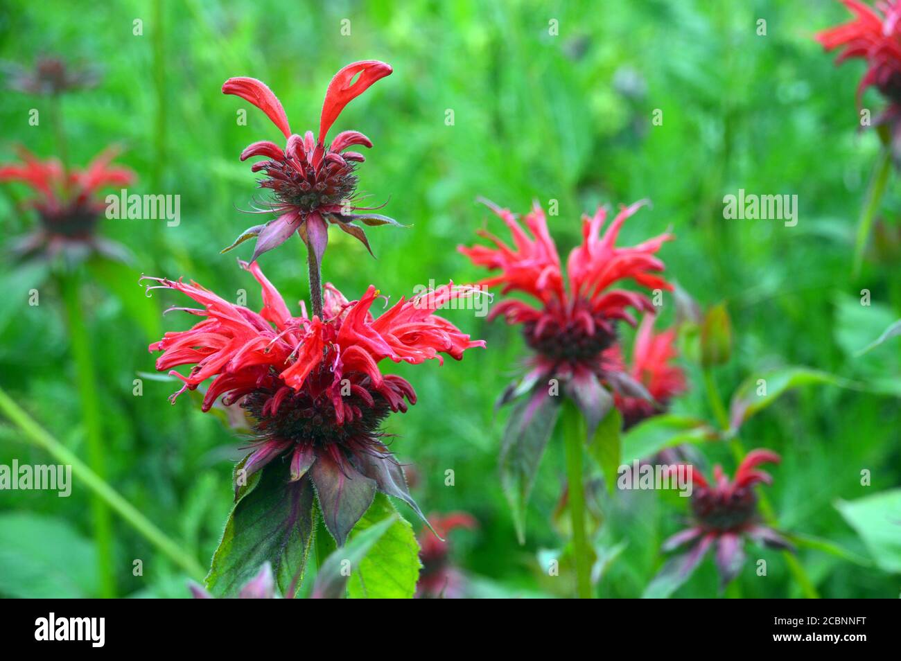 Red Monarda 'Gardenview Scarlet' (Bee Balm) Fiori coltivati in un confine a RHS Garden Harlow Carr, Harrogate, Yorkshire, Inghilterra, Regno Unito. Foto Stock