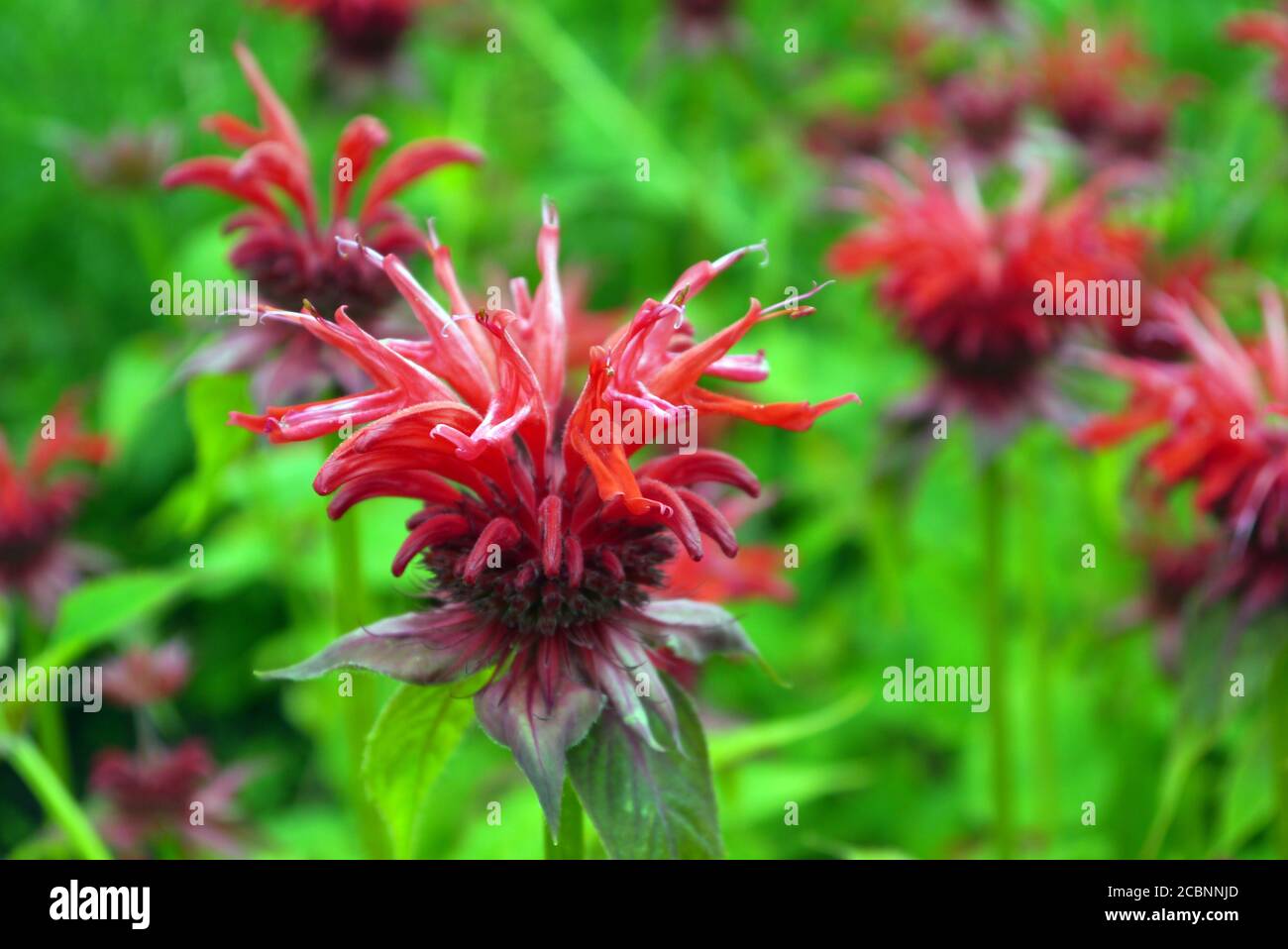 Red Monarda 'Gardenview Scarlet' (Bee Balm) Fiori coltivati in un confine a RHS Garden Harlow Carr, Harrogate, Yorkshire, Inghilterra, Regno Unito. Foto Stock