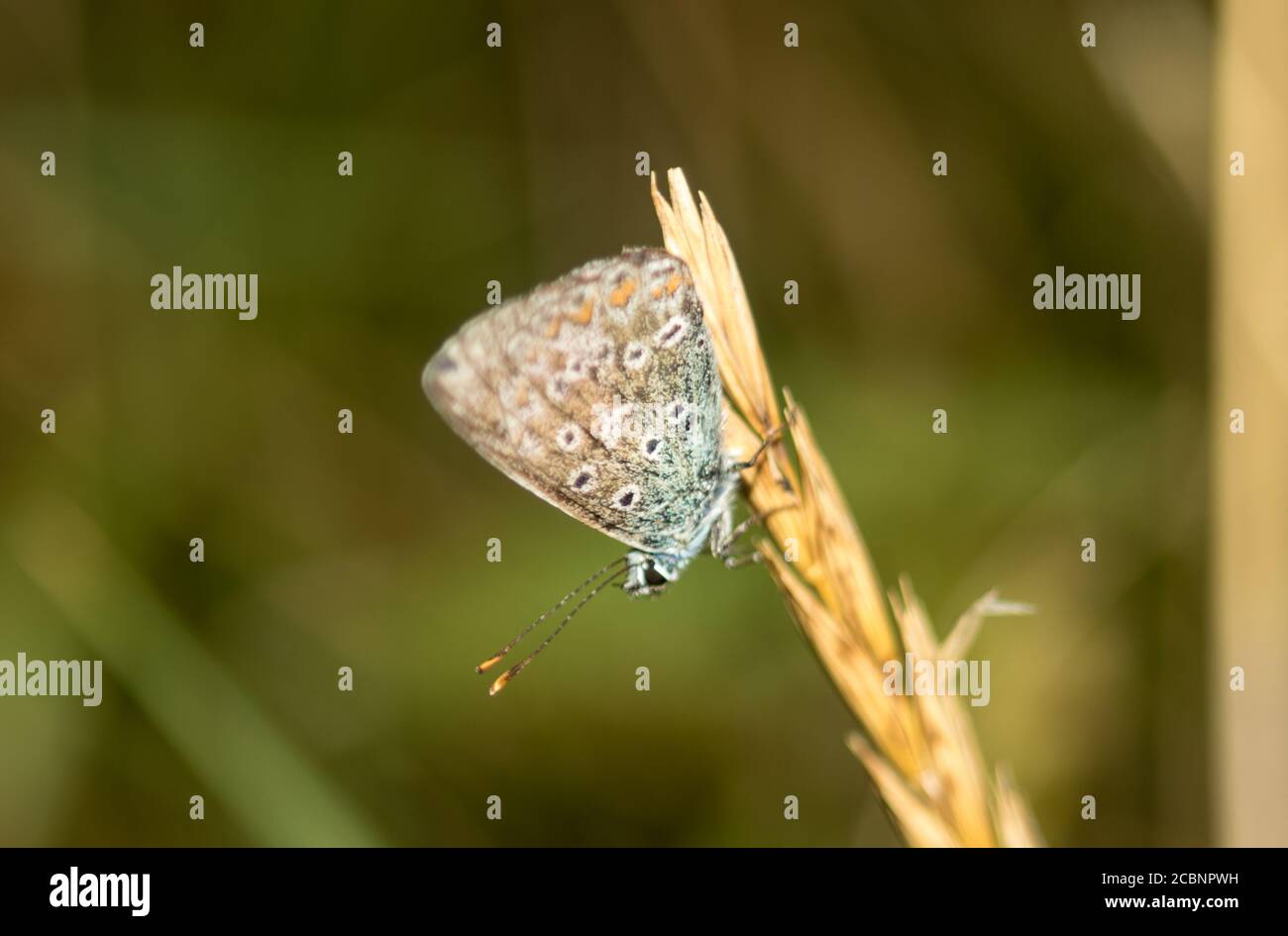 Farfalle britanniche sulle Downs del Sud dell'Inghilterra Foto Stock