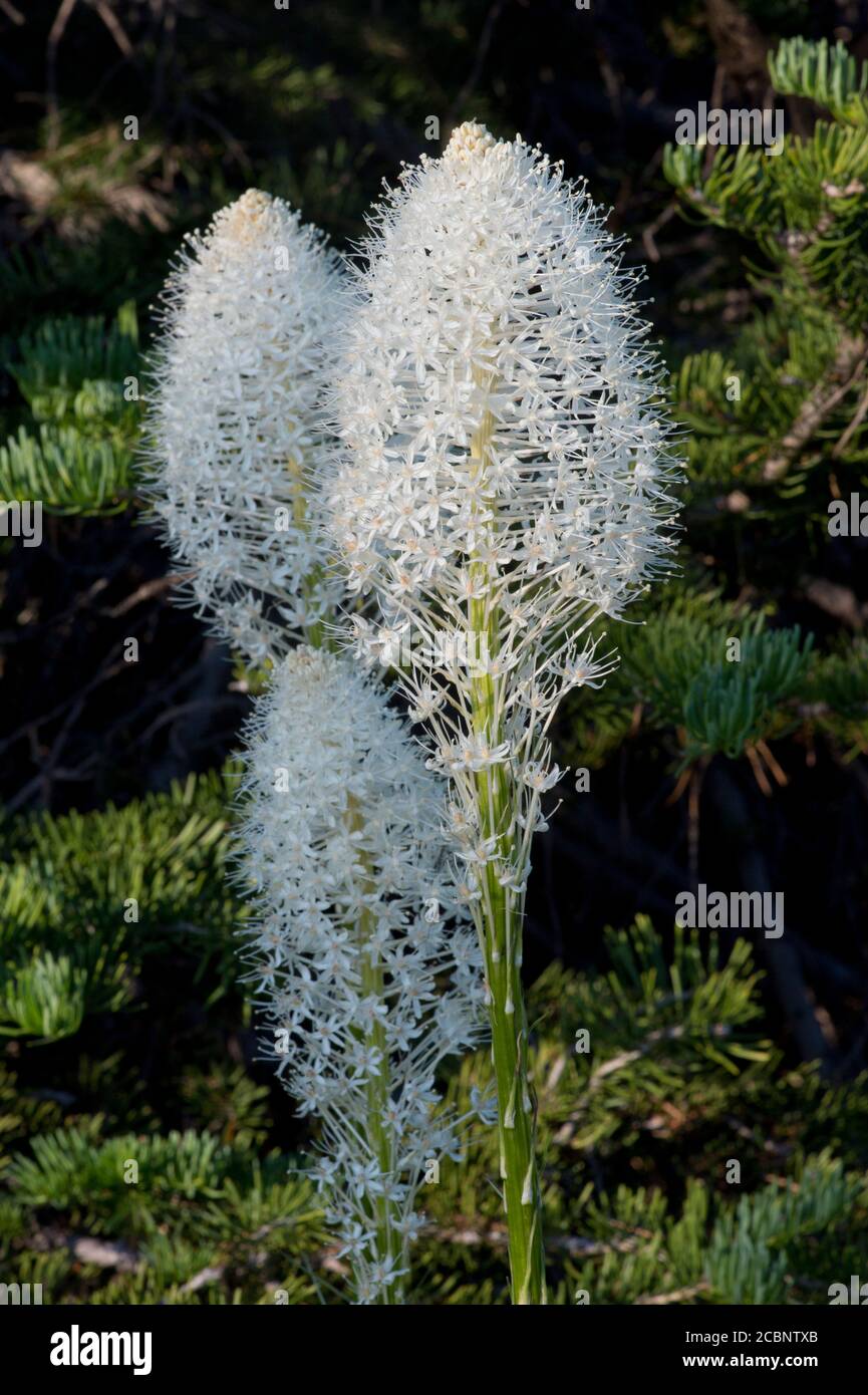 Beargrass (Xerophyllum tenax), Payette National Forest, Idaho centro-occidentale Foto Stock