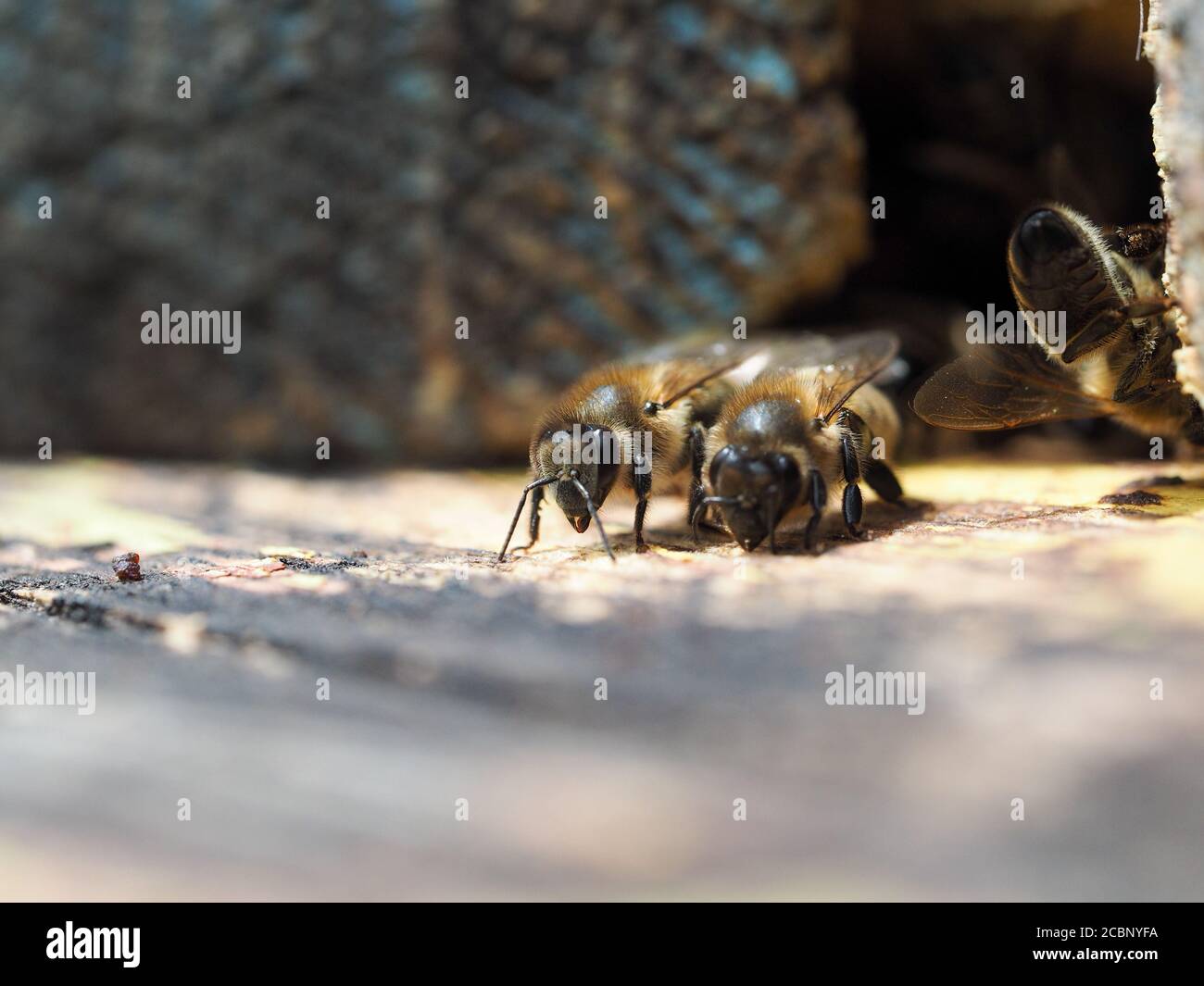 le api nell'alveare si riuniscono in un mucchio Foto Stock