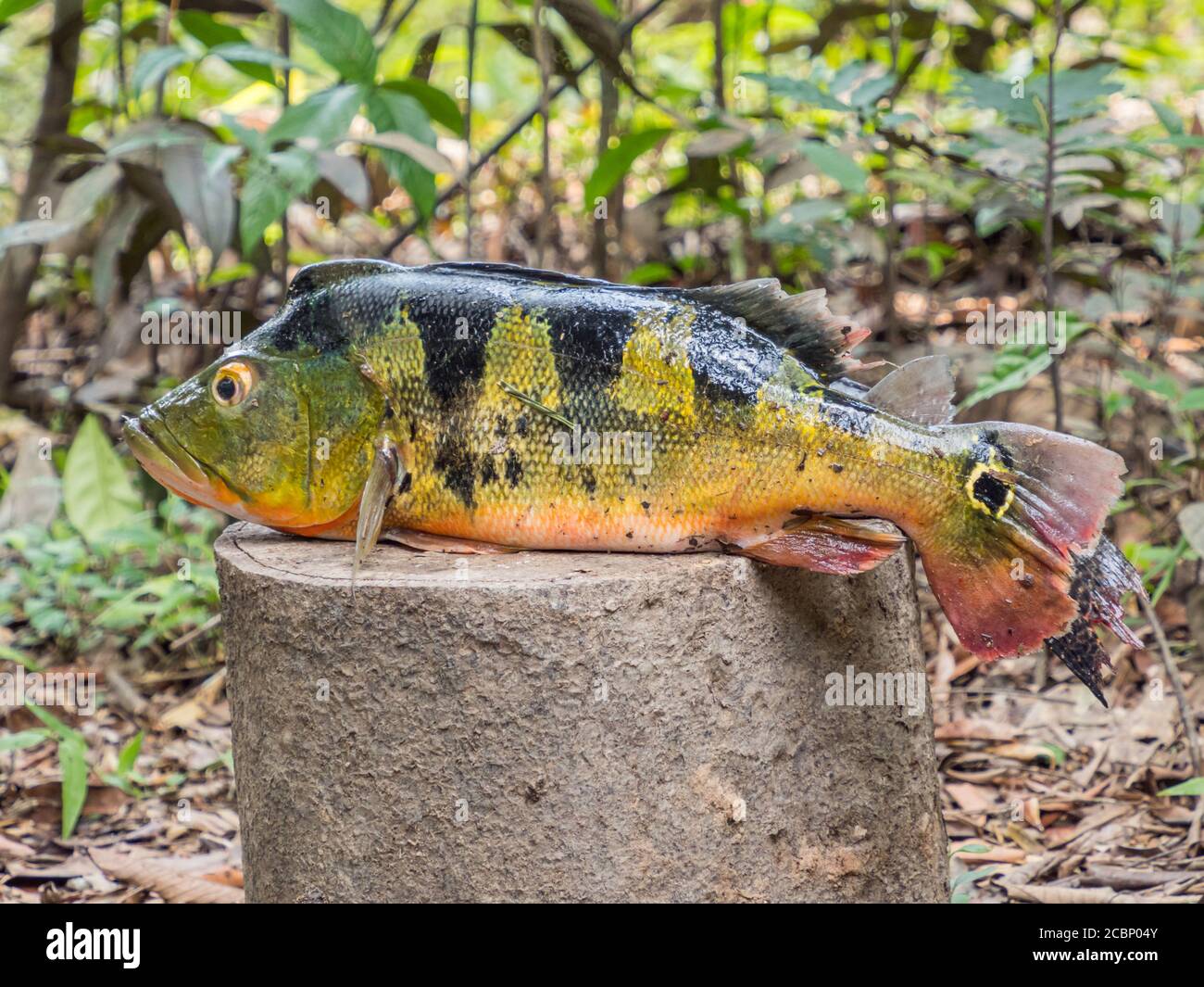 Pesce sudamericano, nome originale: Peacock Cichlid, Cichla ocellaris. Peacock Bass, famiglia Cichlidae, Amazzonia. Foto Stock