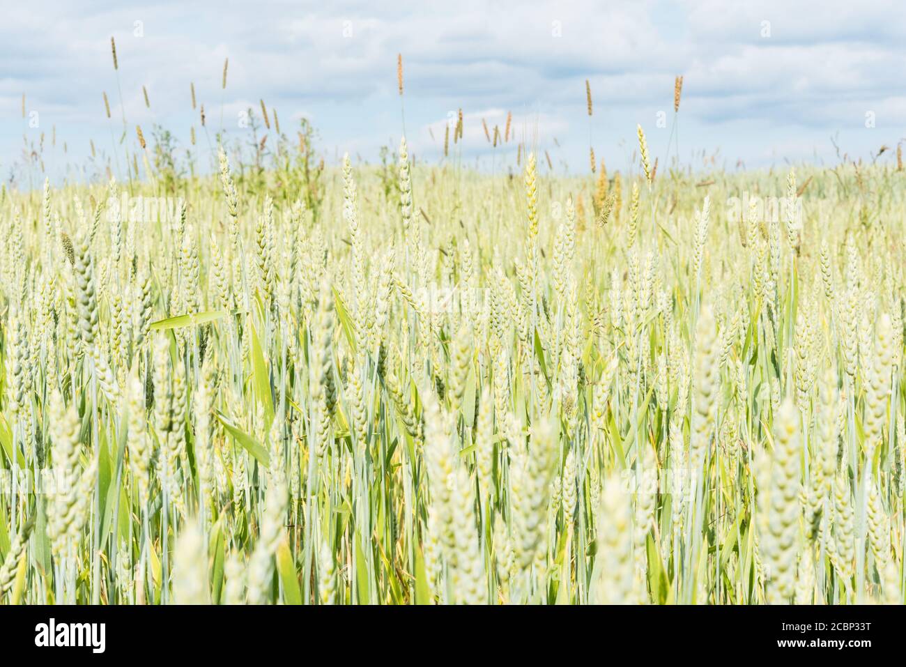 Campo estivo soleggiato di cereali. Orzo Foto Stock