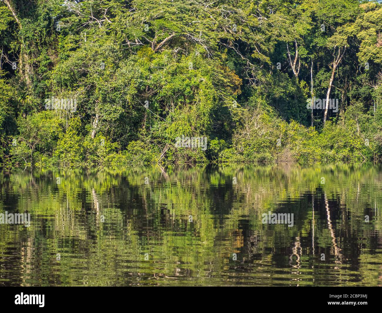 Vista della giungla verde sulla riva della laguna nella foresta pluviale amazzonica, inferno verde di Amazonia. Selva al confine tra Brasile e Perù. America del Sud Foto Stock