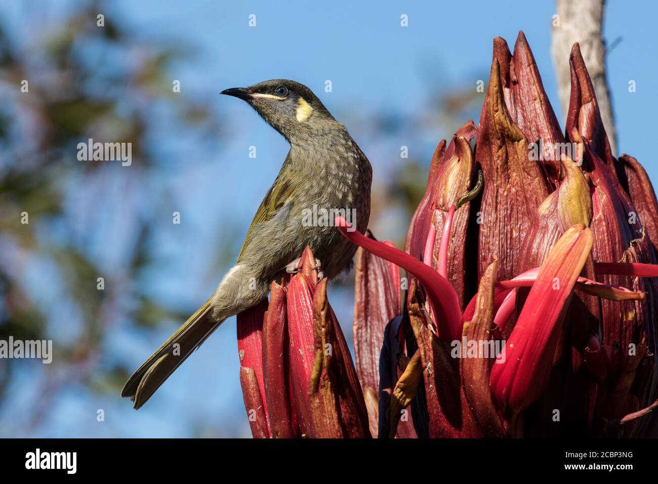 L'occhio di Lewin è appollaiato su una punta di Gymea Lily flower Foto Stock