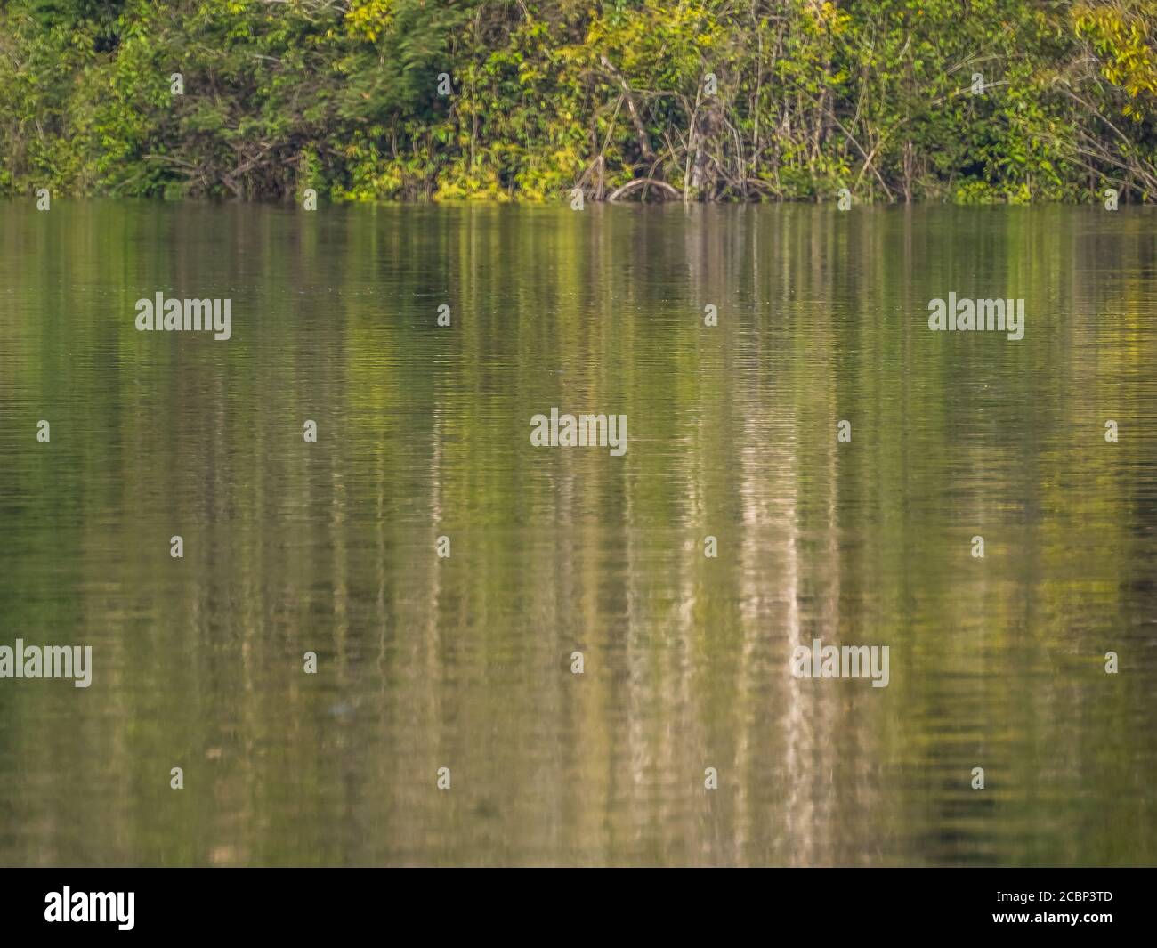 Sfondo. Riflesso del muro di una verde foresta pluviale in una laguna nella foresta amazzonica, l'inferno verde dell'Amazzonia. Selva sul confine di Fr Foto Stock