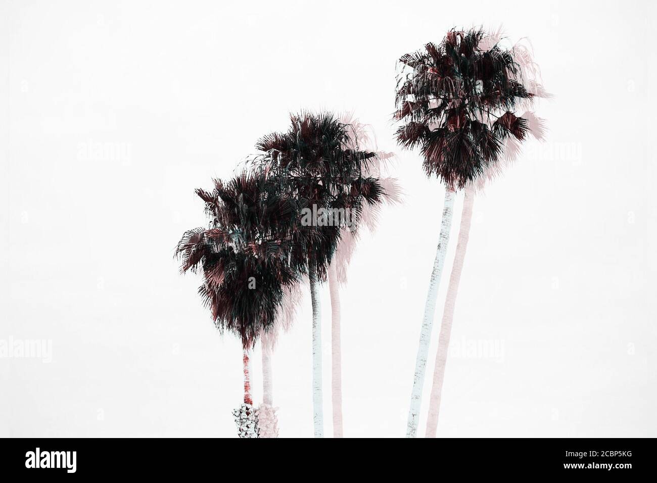 Doppia esposizione di tre alberi di palma in fila a una spiaggia a Santa Cruz, California, Stati Uniti Foto Stock