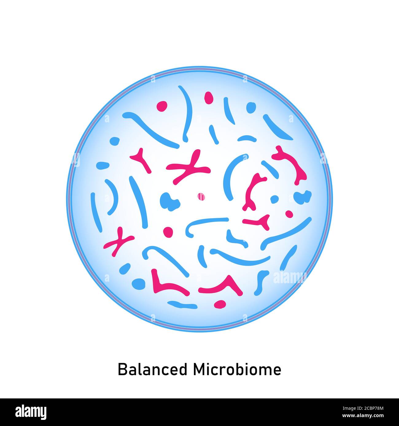 Microbioma bilanciato. Flora normale della pelle e delle mucose. Probiotici. Batteri dell'acido lattico. Buoni batteri e microrganismi per l'intestino e l'int Illustrazione Vettoriale