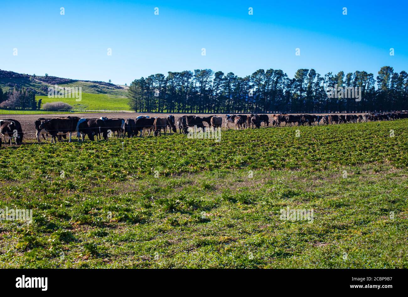 Scene di campagna della Nuova Zelanda: Strip-feeding mucche da latte. Foto Stock
