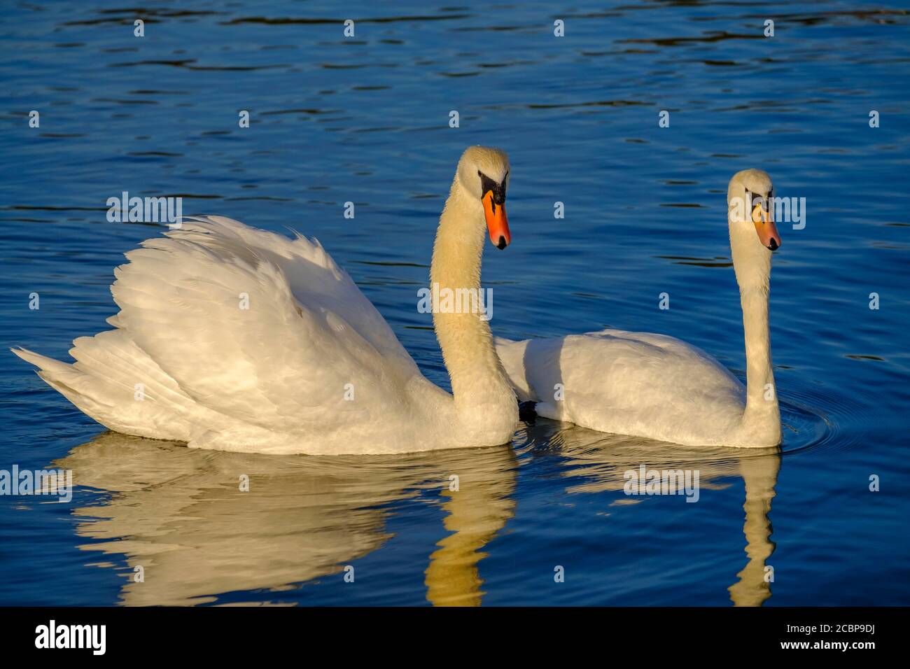 Courtship, Swan, Swans, cigni muti (cygnus olor) al Castello di Nymphenburg, Monaco, alta Baviera, Baviera, Germania Foto Stock