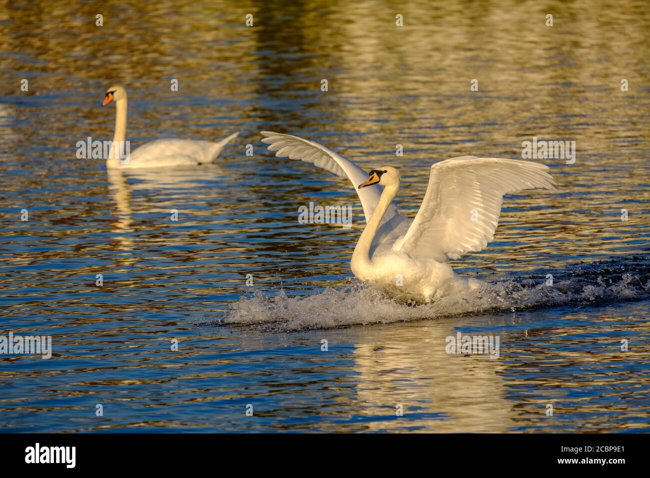 Cigni, cigni, cigni muti (cygnus olor) al Castello di Nymphenburg, Monaco, alta Baviera, Baviera, Germania Foto Stock