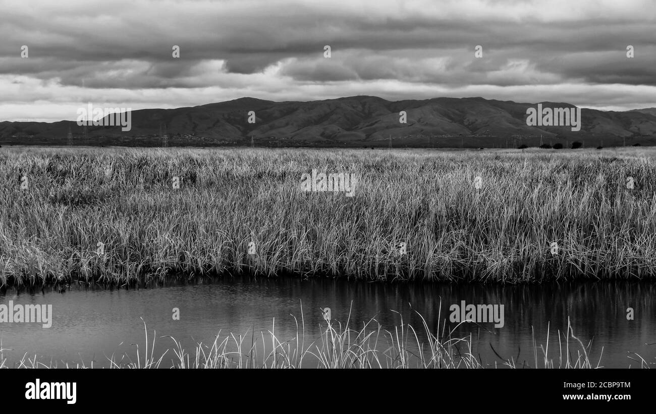 Riserva naturale di Baylands Foto Stock