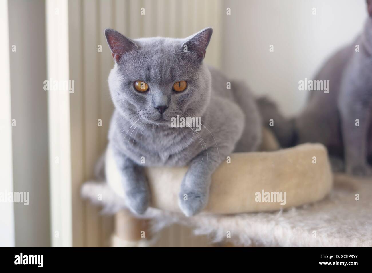 ritratto di un gatto isolato su sfondo bianco Foto Stock