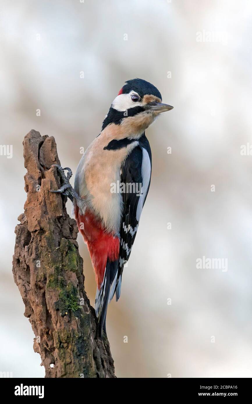 Grande picchio macchiato (Dendrocopos Major) è alla ricerca di un tronco morto, Sassonia-Anhalt, Germania Foto Stock