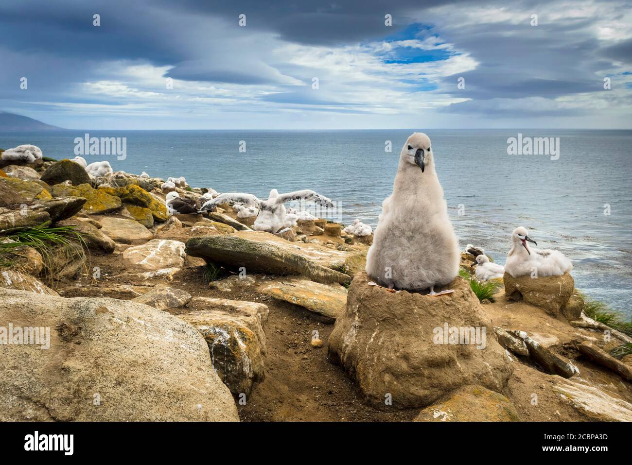 Nero-browed Albatross (Thalassarche melanophris) pulcino su il suo nido, Saunders Island, Isole Falkland Foto Stock