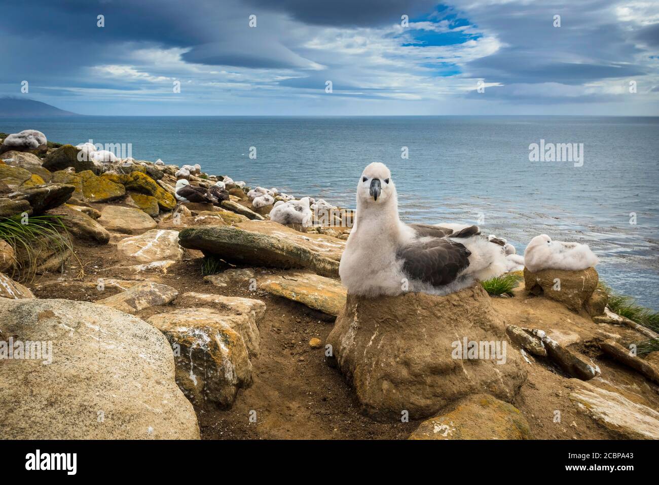 Nero-browed Albatross (Thalassarche melanophris) pulcino su il suo nido, Saunders Island, Isole Falkland Foto Stock