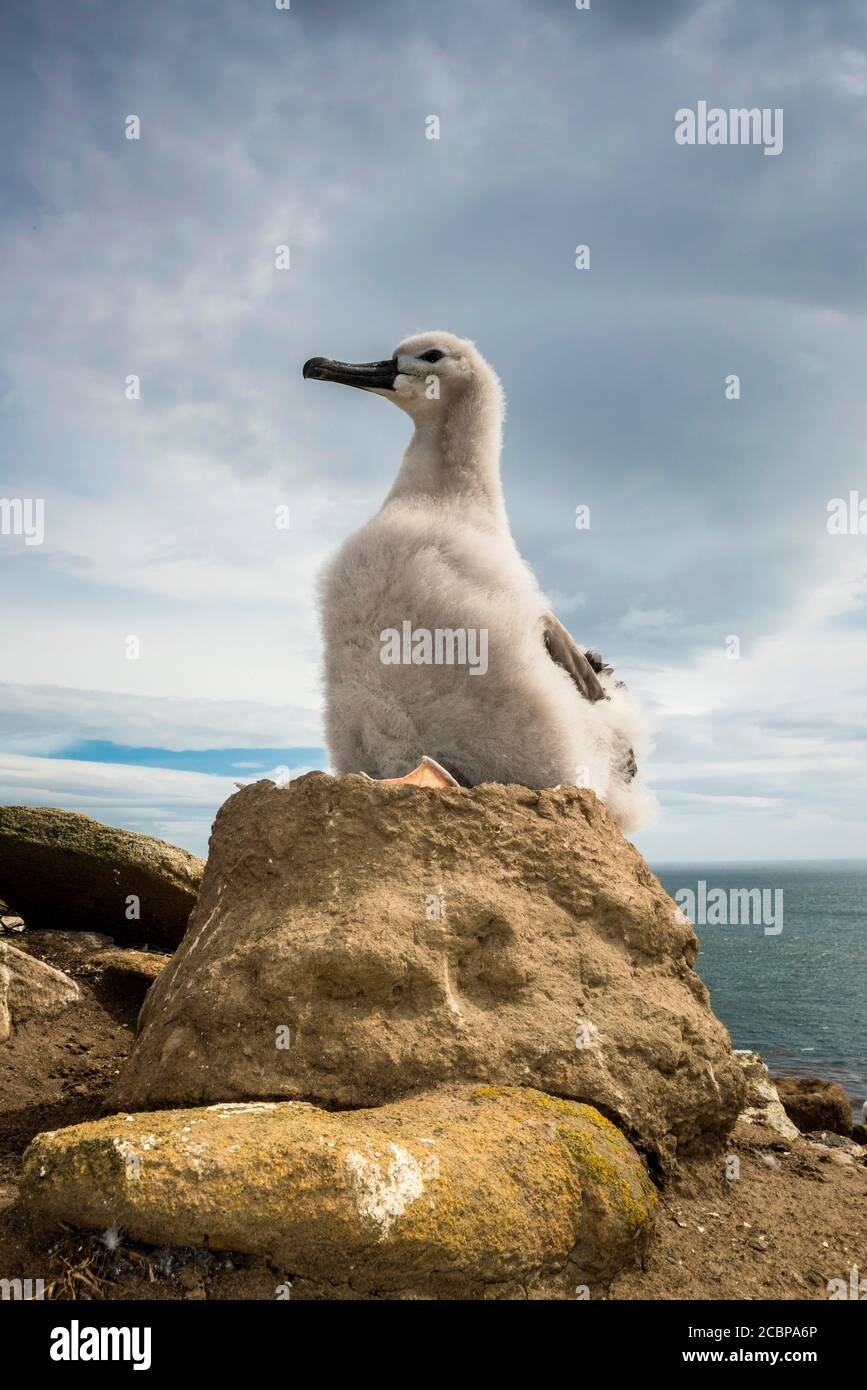 Nero-browed Albatross (Thalassarche melanophris) pulcino su il suo nido, Saunders Island, Isole Falkland Foto Stock