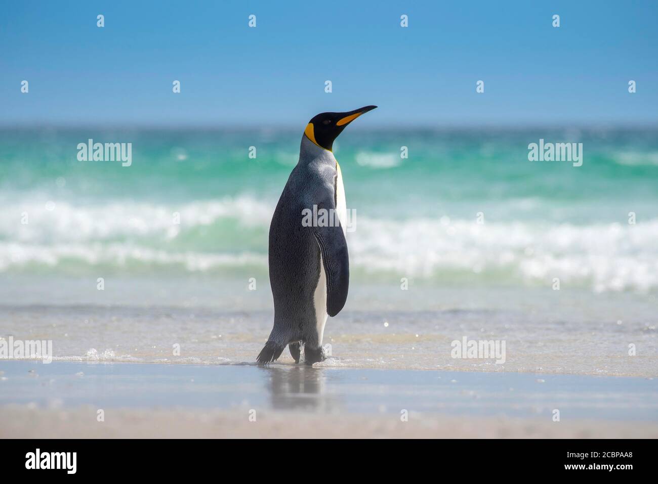 Re pinguino (Atenodytes patagonicus), il collo, Isola di Saunders, Isole Falkland, Gran Bretagna, Sud America Foto Stock