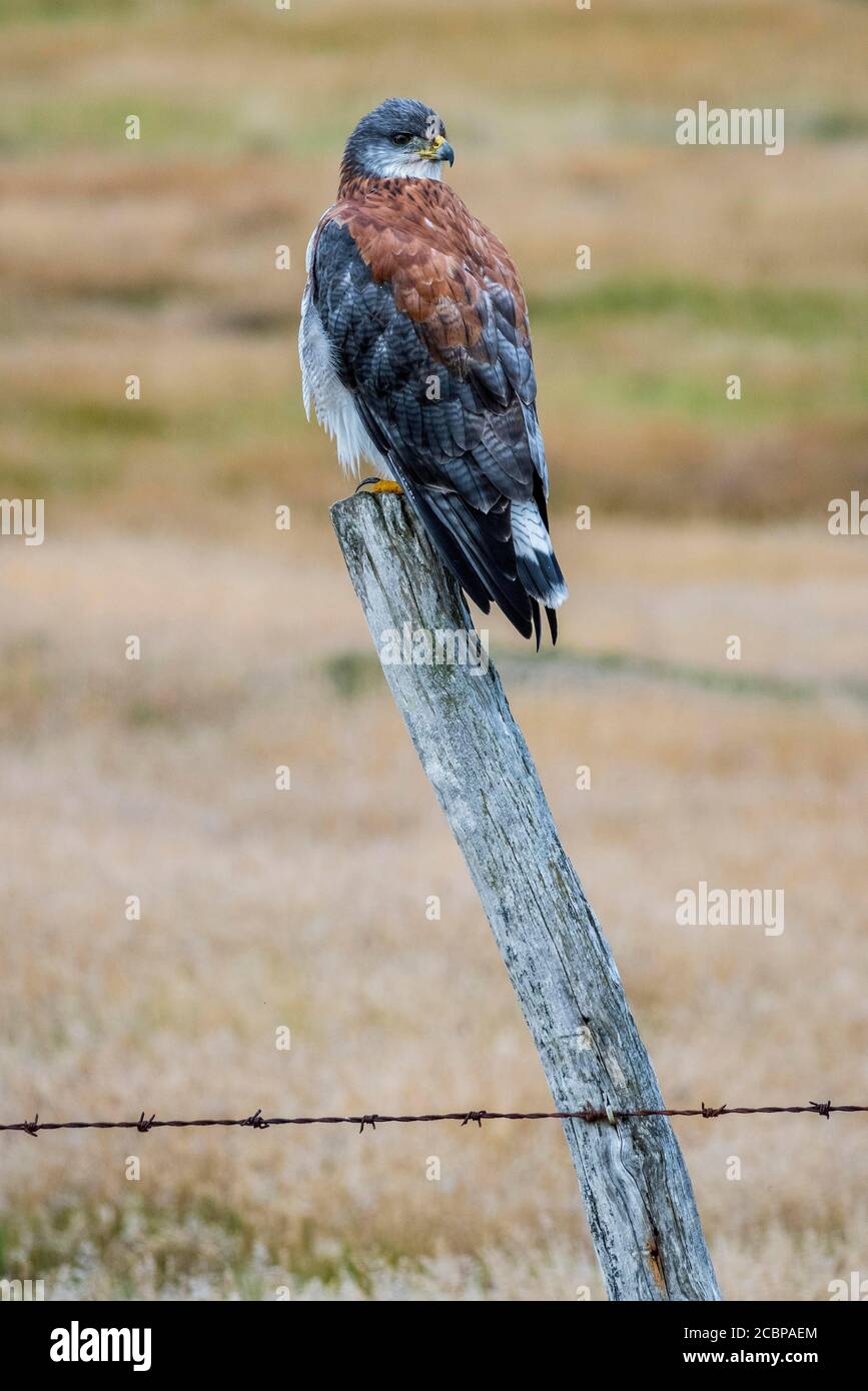 Falco variabile (Geranoaetus polyosoma) seduto su un palo di recinzione, Carne Island, Falkland Islands, Regno Unito Foto Stock