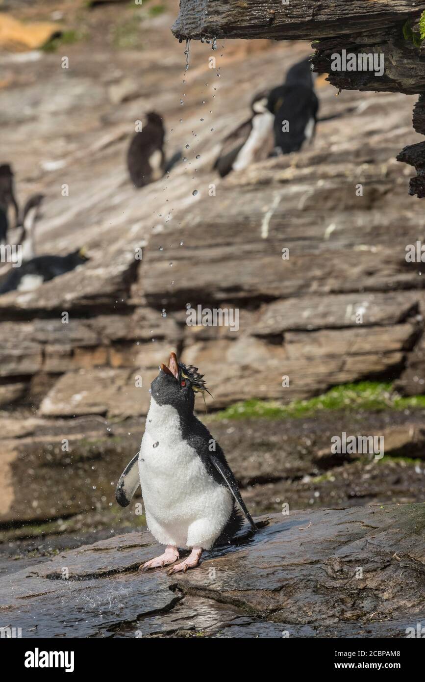 Rockhopper Penguin (Eudyptes crisocome), il bagno in un punto di acqua dolce, Saunders Island, Falkland Islands, Gran Bretagna, Sud America Foto Stock