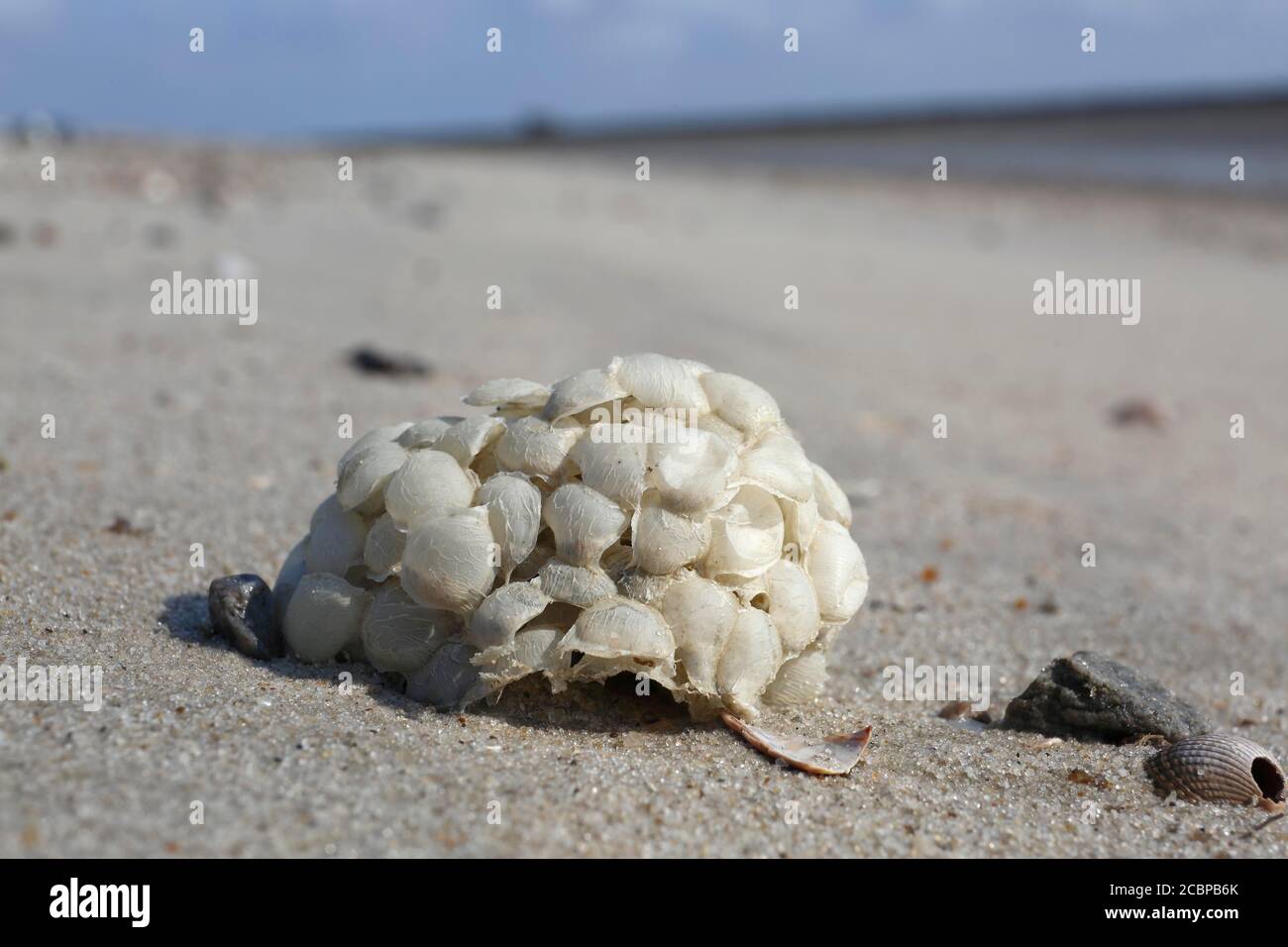 Balla da riproduzione del comune whelk (Buccinum undatum), bassa Sassonia Wadden Sea National Park, bassa Sassonia, Germania Foto Stock