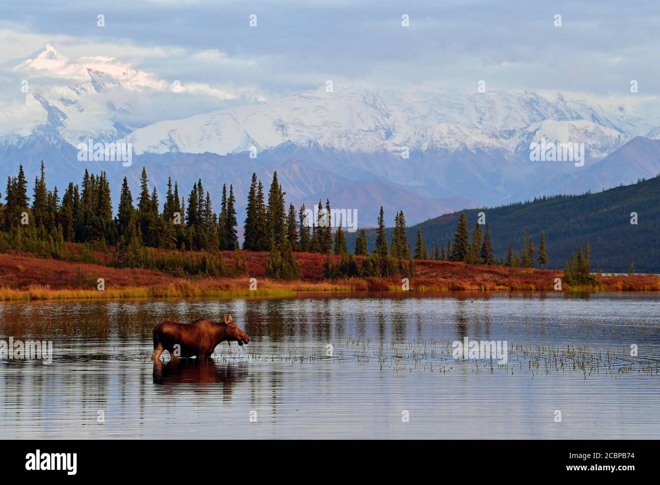 Elk (Alces alces) si trova in acqua e mangia, Wonder Lake Off Alaska Range, Denali National Park, Alaska, Stati Uniti Foto Stock