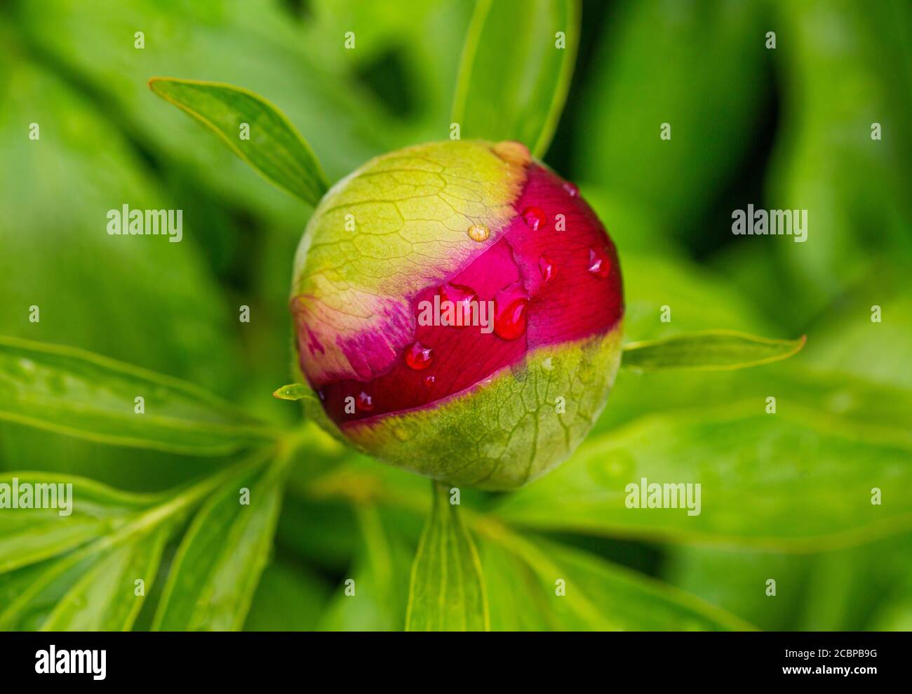 Pony europeo, germoglio (Paeonia officinalis) con gocce d'acqua, Austria superiore, Austria Foto Stock